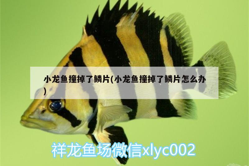 小龍魚撞掉了鱗片(小龍魚撞掉了鱗片怎么辦) 金老虎魚 第2張