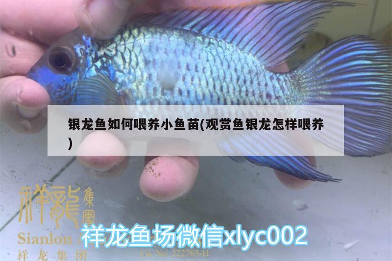 銀龍魚如何喂養(yǎng)小魚苗(觀賞魚銀龍?jiān)鯓游桂B(yǎng))