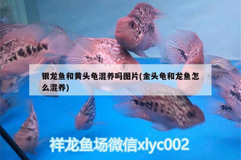 銀龍魚和黃頭龜混養(yǎng)嗎圖片(金頭龜和龍魚怎么混養(yǎng))