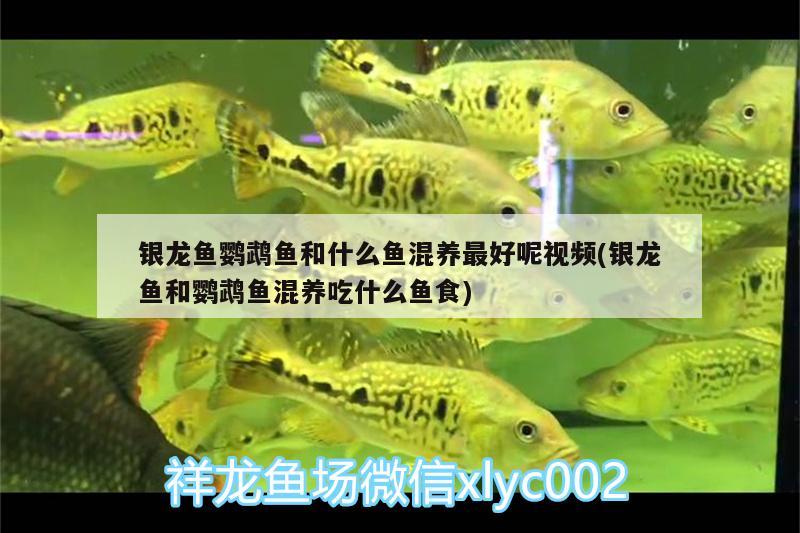 銀龍魚鸚鵡魚和什么魚混養(yǎng)最好呢視頻(銀龍魚和鸚鵡魚混養(yǎng)吃什么魚食) 鸚鵡魚