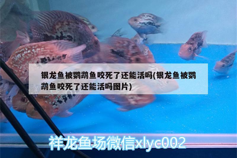 銀龍魚被鸚鵡魚咬死了還能活嗎(銀龍魚被鸚鵡魚咬死了還能活嗎圖片) 鸚鵡魚