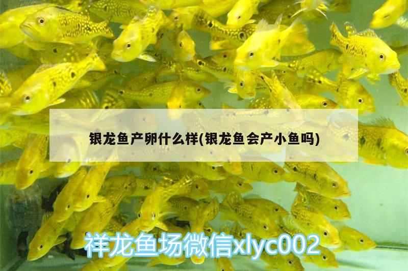 銀龍魚產(chǎn)卵什么樣(銀龍魚會(huì)產(chǎn)小魚嗎)