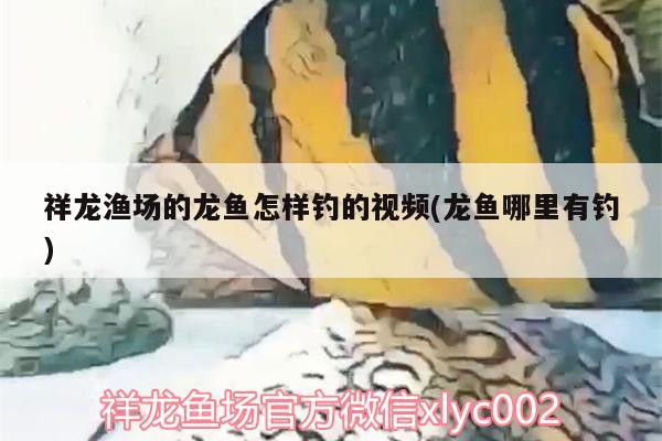 祥龍漁場的龍魚怎樣釣的視頻(龍魚哪里有釣) 垂釣樂園