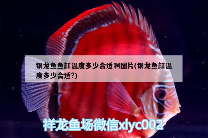 銀龍魚魚缸溫度多少合適啊圖片(銀龍魚缸溫度多少合適?) 銀龍魚百科