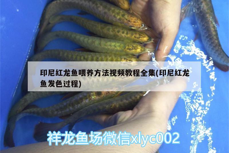 印尼紅龍魚喂養(yǎng)方法視頻教程全集(印尼紅龍魚發(fā)色過程)