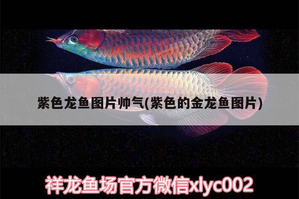 紫色龍魚圖片帥氣(紫色的金龍魚圖片) 帝王血鉆魚