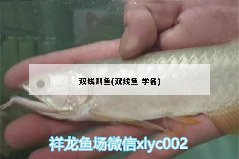 雙線則魚(雙線魚學(xué)名)