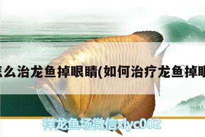 怎么治龍魚掉眼睛(如何治療龍魚掉眼) 非洲金鼓魚