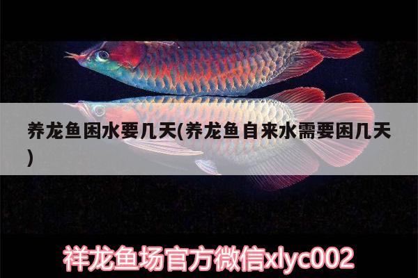 養(yǎng)龍魚困水要幾天(養(yǎng)龍魚自來水需要困幾天)