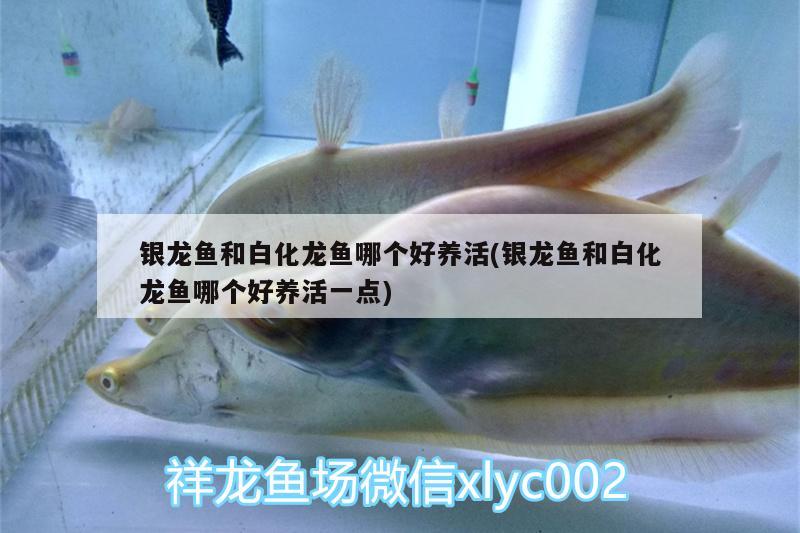 銀龍魚和白化龍魚哪個好養(yǎng)活(銀龍魚和白化龍魚哪個好養(yǎng)活一點) 銀龍魚