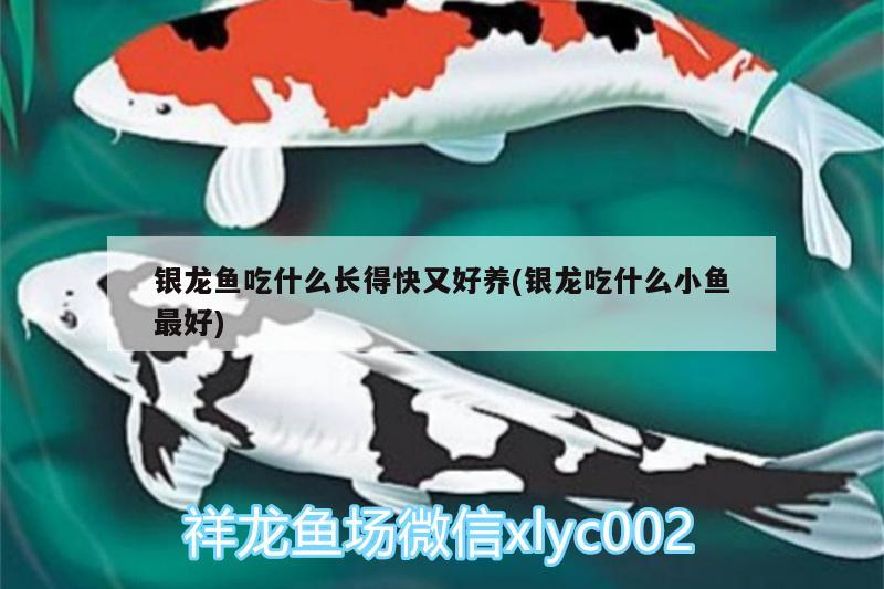 銀龍魚(yú)吃什么長(zhǎng)得快又好養(yǎng)(銀龍吃什么小魚(yú)最好)