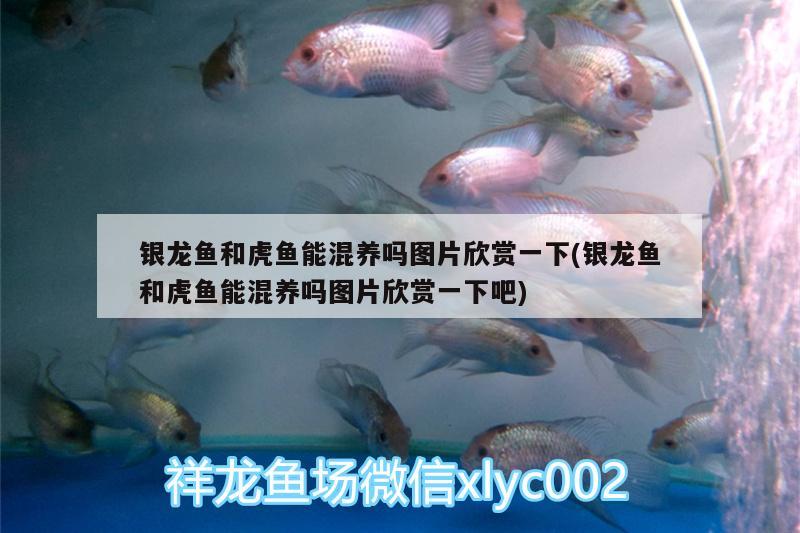 銀龍魚和虎魚能混養(yǎng)嗎圖片欣賞一下(銀龍魚和虎魚能混養(yǎng)嗎圖片欣賞一下吧)