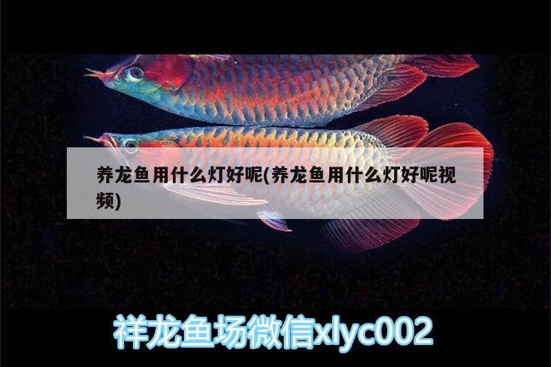 養(yǎng)龍魚(yú)用什么燈好呢(養(yǎng)龍魚(yú)用什么燈好呢視頻) 定時(shí)器/自控系統(tǒng)