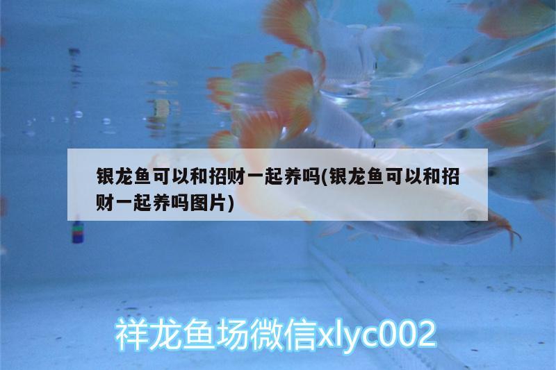 銀龍魚(yú)可以和招財(cái)一起養(yǎng)嗎(銀龍魚(yú)可以和招財(cái)一起養(yǎng)嗎圖片)