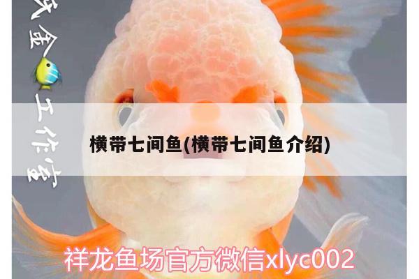 橫帶七間魚(橫帶七間魚介紹) 水族世界