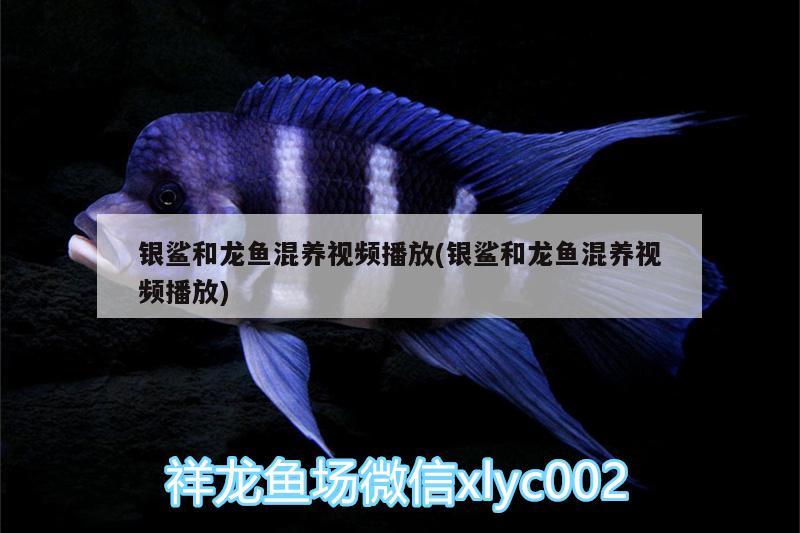 銀鯊和龍魚混養(yǎng)視頻播放(銀鯊和龍魚混養(yǎng)視頻播放)