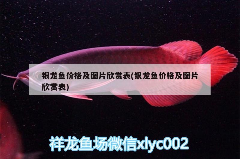 銀龍魚價(jià)格及圖片欣賞表(銀龍魚價(jià)格及圖片欣賞表) 銀龍魚