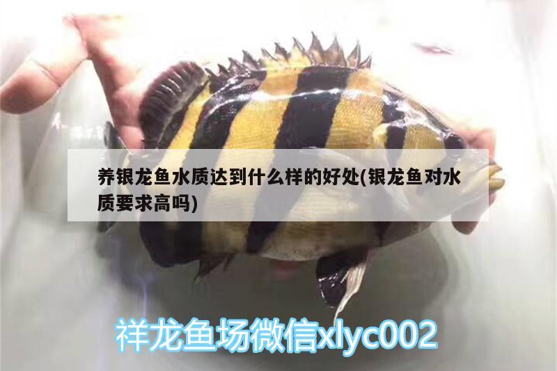 養(yǎng)銀龍魚水質(zhì)達(dá)到什么樣的好處(銀龍魚對水質(zhì)要求高嗎)