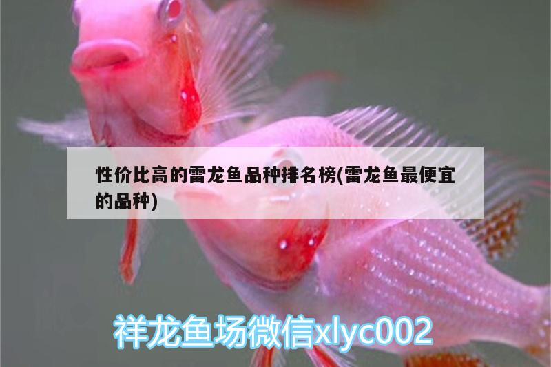 性價(jià)比高的雷龍魚品種排名榜(雷龍魚最便宜的品種) 綠皮皇冠豹魚