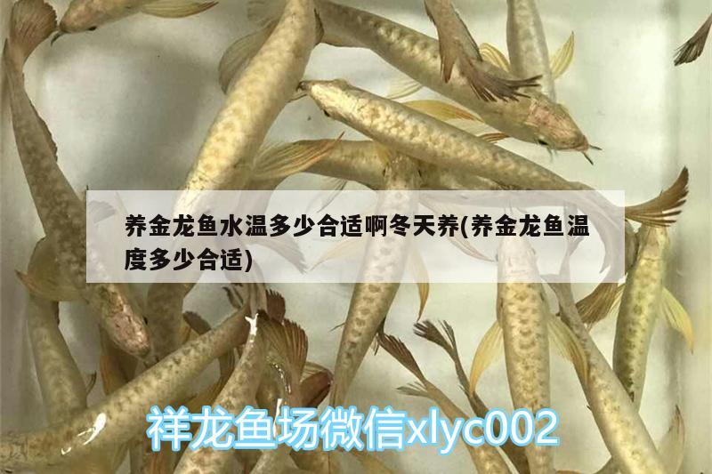 養(yǎng)金龍魚(yú)水溫多少合適啊冬天養(yǎng)(養(yǎng)金龍魚(yú)溫度多少合適)