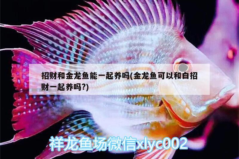 招財和金龍魚能一起養(yǎng)嗎(金龍魚可以和白招財一起養(yǎng)嗎?)