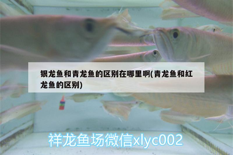 銀龍魚和青龍魚的區(qū)別在哪里啊(青龍魚和紅龍魚的區(qū)別) 青龍魚