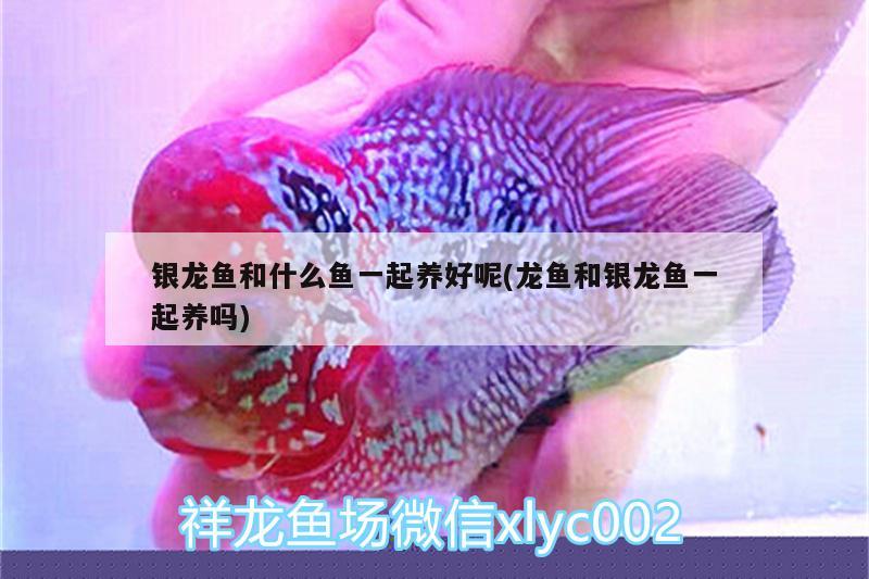 銀龍魚和什么魚一起養(yǎng)好呢(龍魚和銀龍魚一起養(yǎng)嗎) 銀龍魚