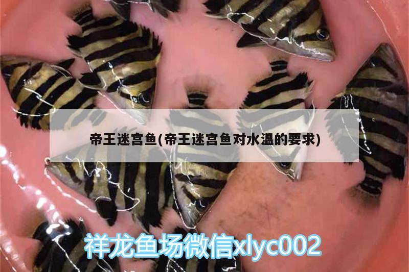 帝王迷宮魚(帝王迷宮魚對水溫的要求) 帝王迷宮