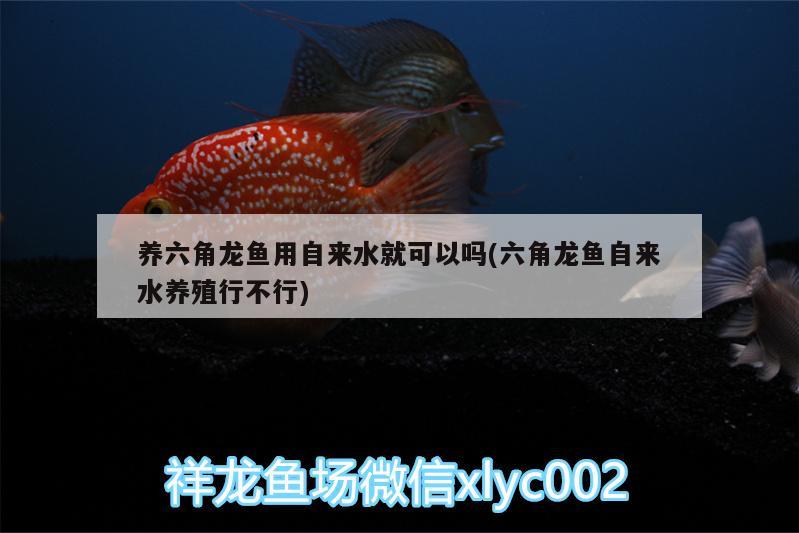 養(yǎng)六角龍魚用自來水就可以嗎(六角龍魚自來水養(yǎng)殖行不行) 馬拉莫寶石魚