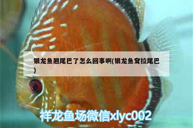 銀龍魚(yú)翹尾巴了怎么回事啊(銀龍魚(yú)耷拉尾巴) 銀龍魚(yú)