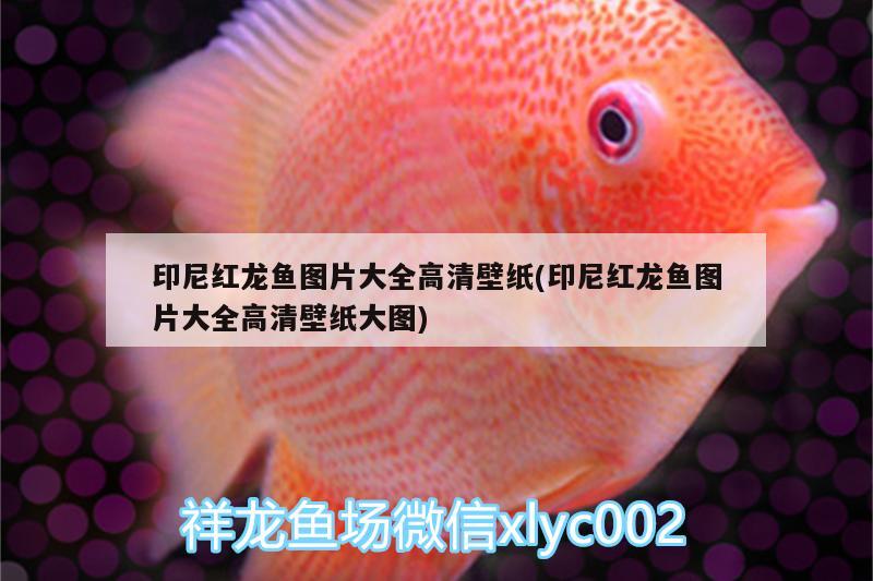 印尼紅龍魚圖片大全高清壁紙(印尼紅龍魚圖片大全高清壁紙大圖) 紅龍魚百科