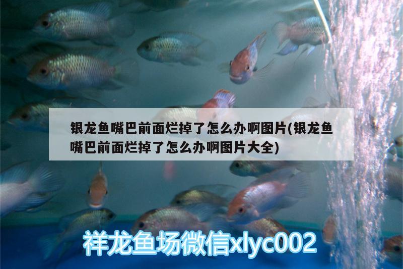 銀龍魚嘴巴前面爛掉了怎么辦啊圖片(銀龍魚嘴巴前面爛掉了怎么辦啊圖片大全)