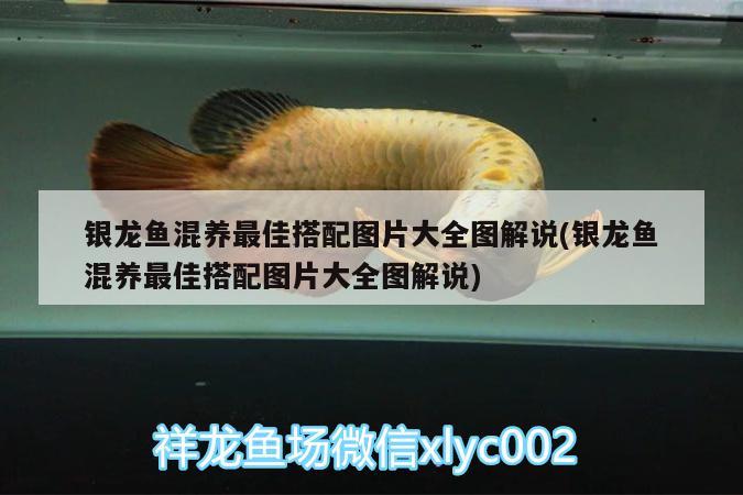 銀龍魚混養(yǎng)最佳搭配圖片大全圖解說(銀龍魚混養(yǎng)最佳搭配圖片大全圖解說) 銀龍魚