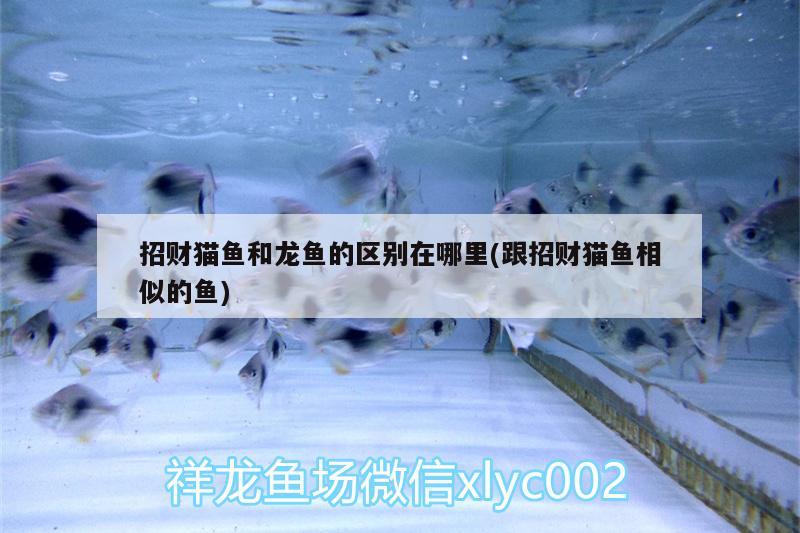 招財貓魚和龍魚的區(qū)別在哪里(跟招財貓魚相似的魚)