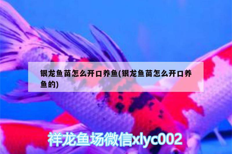 銀龍魚苗怎么開口養(yǎng)魚(銀龍魚苗怎么開口養(yǎng)魚的) 銀龍魚