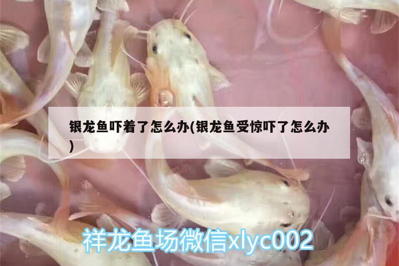 銀龍魚嚇著了怎么辦(銀龍魚受驚嚇了怎么辦)