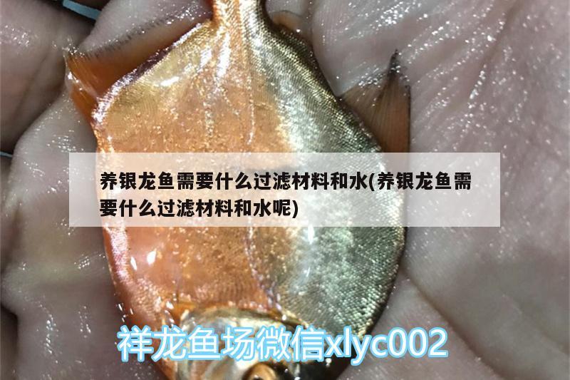 養(yǎng)銀龍魚需要什么過(guò)濾材料和水(養(yǎng)銀龍魚需要什么過(guò)濾材料和水呢) 銀龍魚