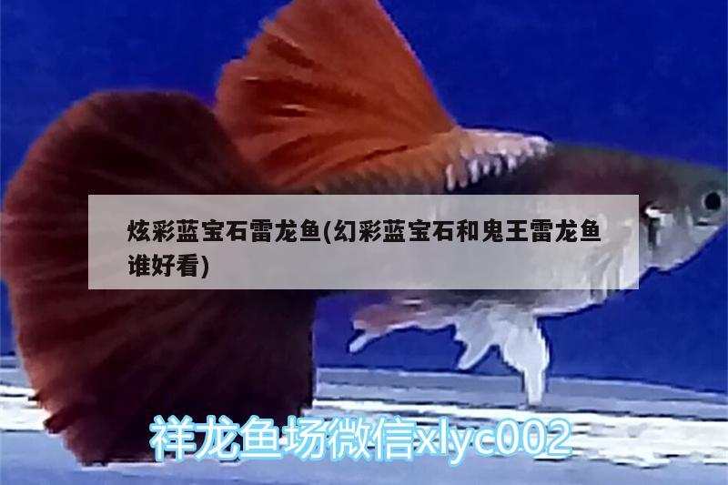 炫彩藍寶石雷龍魚(幻彩藍寶石和鬼王雷龍魚誰好看)