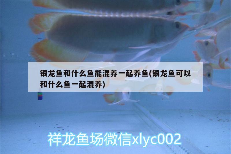 銀龍魚(yú)和什么魚(yú)能混養(yǎng)一起養(yǎng)魚(yú)(銀龍魚(yú)可以和什么魚(yú)一起混養(yǎng))