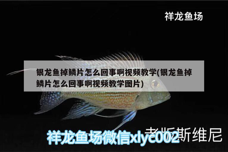 銀龍魚掉鱗片怎么回事啊視頻教學(xué)(銀龍魚掉鱗片怎么回事啊視頻教學(xué)圖片) 銀龍魚百科