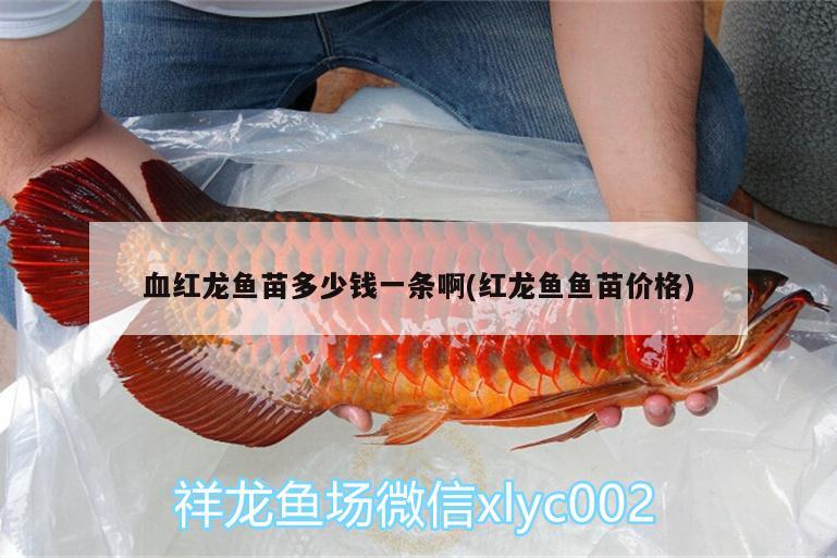 血紅龍魚苗多少錢一條啊(紅龍魚魚苗價格)