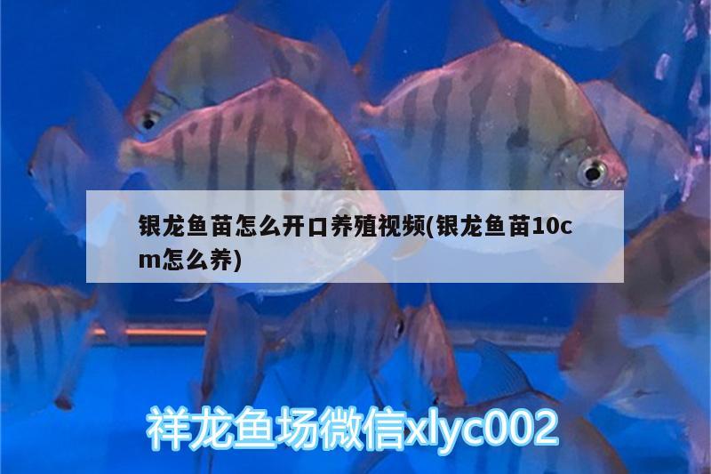 銀龍魚苗怎么開口養(yǎng)殖視頻(銀龍魚苗10cm怎么養(yǎng)) 銀龍魚百科