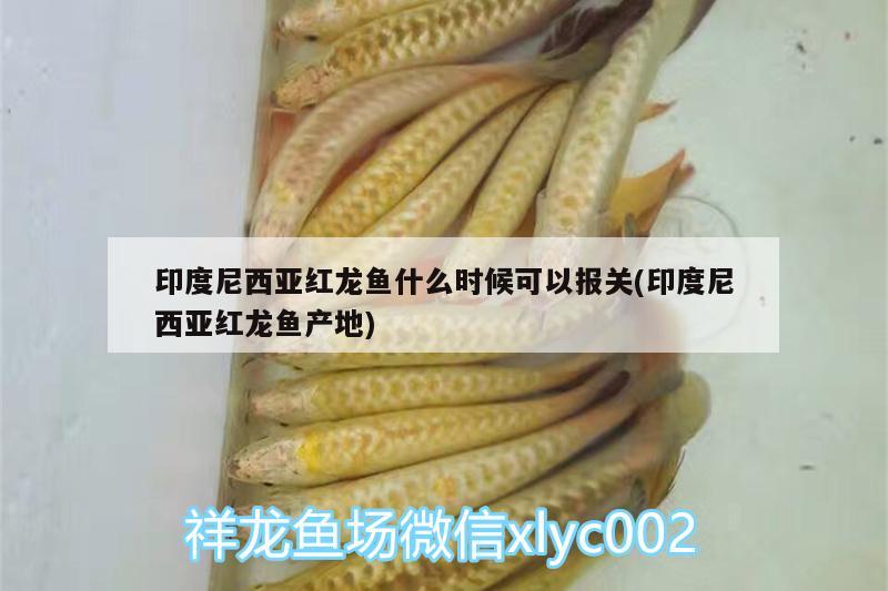 印度尼西亞紅龍魚什么時(shí)候可以報(bào)關(guān)(印度尼西亞紅龍魚產(chǎn)地) 一眉道人魚苗