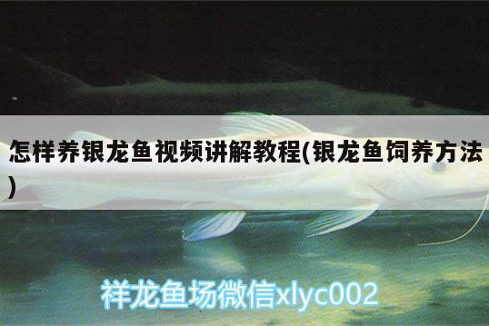 怎樣養(yǎng)銀龍魚視頻講解教程(銀龍魚飼養(yǎng)方法) 銀龍魚