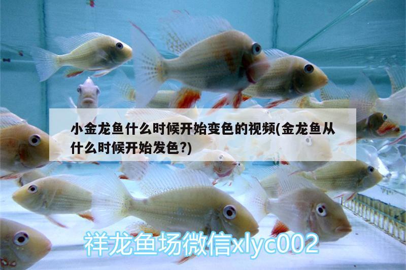 小金龍魚什么時候開始變色的視頻(金龍魚從什么時候開始發(fā)色?) 丹頂錦鯉魚