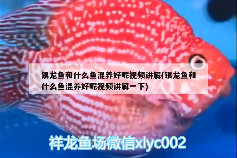 銀龍魚和什么魚混養(yǎng)好呢視頻講解(銀龍魚和什么魚混養(yǎng)好呢視頻講解一下) 銀龍魚