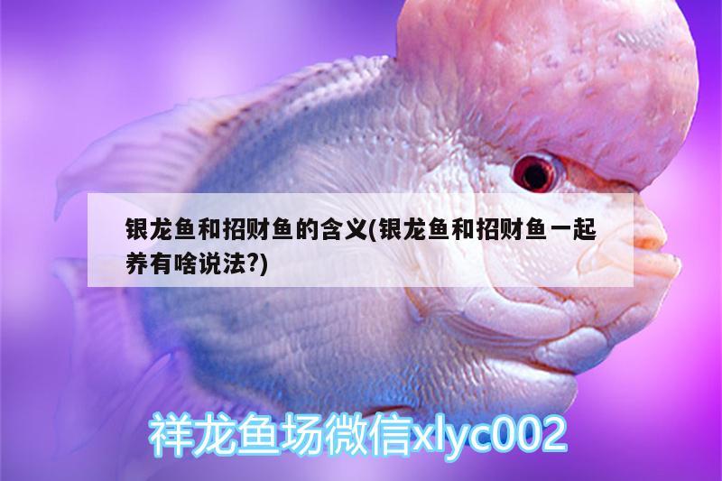 銀龍魚和招財(cái)魚的含義(銀龍魚和招財(cái)魚一起養(yǎng)有啥說(shuō)法?) 銀龍魚