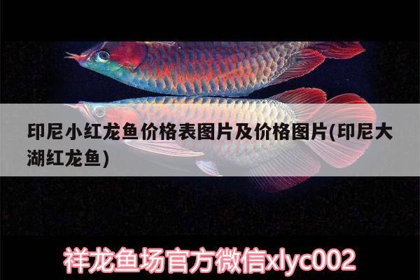 印尼小紅龍魚價格表圖片及價格圖片(印尼大湖紅龍魚) 大湖紅龍魚