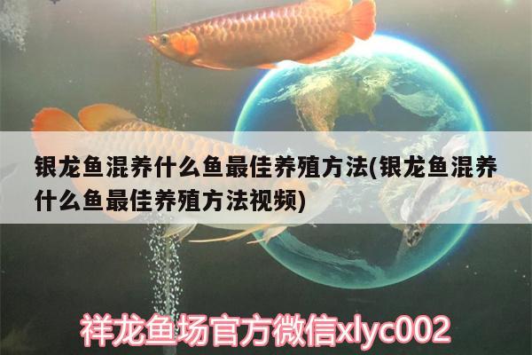 銀龍魚混養(yǎng)什么魚最佳養(yǎng)殖方法(銀龍魚混養(yǎng)什么魚最佳養(yǎng)殖方法視頻) 銀龍魚