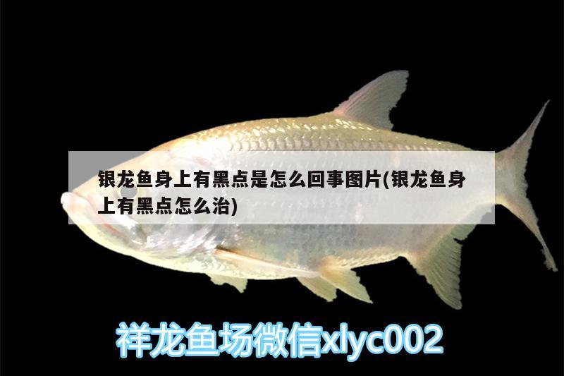 銀龍魚身上有黑點(diǎn)是怎么回事圖片(銀龍魚身上有黑點(diǎn)怎么治) 銀龍魚百科